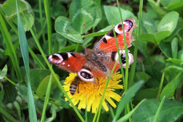 IMG_6531  Павлиний глаз дневной Нимфалиды