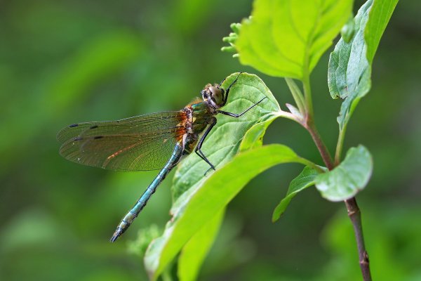 IMG_6555-1 Cordulia aenea (Бабка бронзовая)