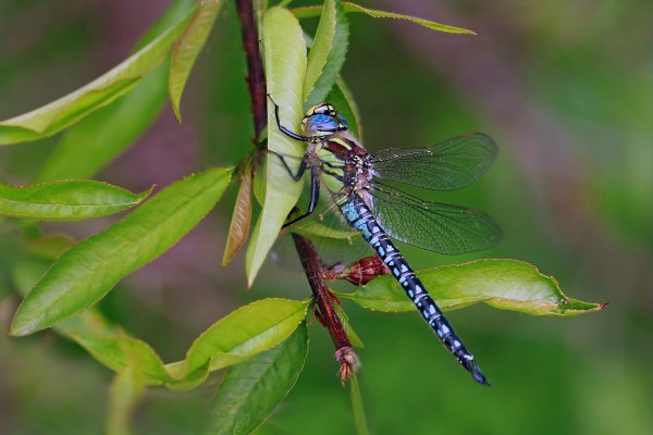 IMG_6590-1  Коромысло зеленобокое