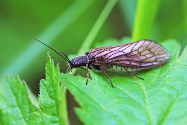 IMG_6600-1  Вислокрылка Большекрылки