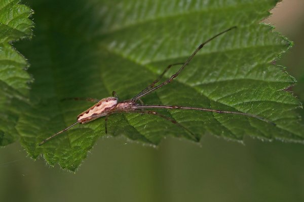 IMG_6862-1 Tetragnatha extensa тетрагната вытянутая