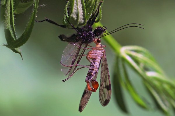 IMG_6916-1 Скорпионницы настоящие Panorpidae узкокрылые