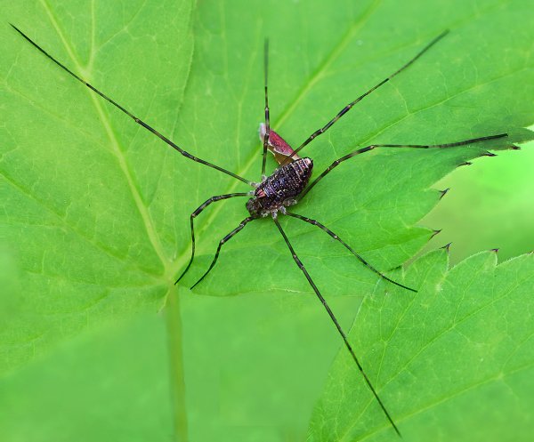 IMG_7020-1 Сенокосец обыкновенный