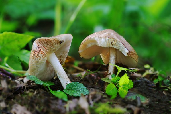 IMG_7808-1 Плютей белый pluteus pellitus