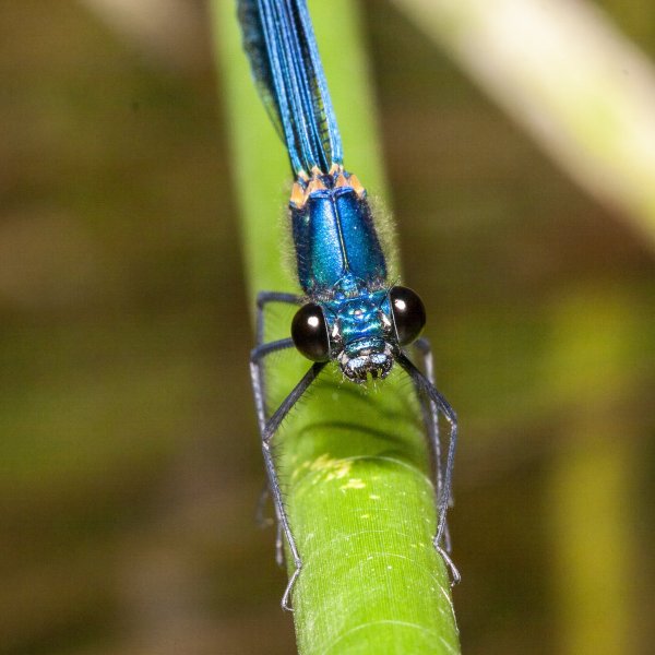Портрет девушки.