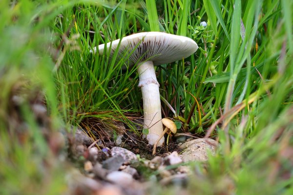 IMG_8020-1  Бледная поганка Amanita phalloides и Psathyrella Aquatica