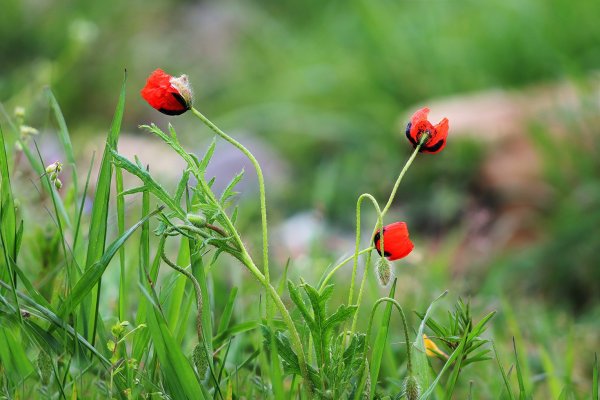 IMG_8040-1  Маки полевые