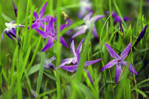 IMG_8191-1  Барвинок травянистый (vinca herbacea)