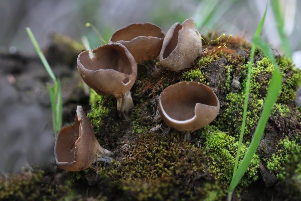 IMG_8585-1   Пецица темно-каштановая (peziza badia)