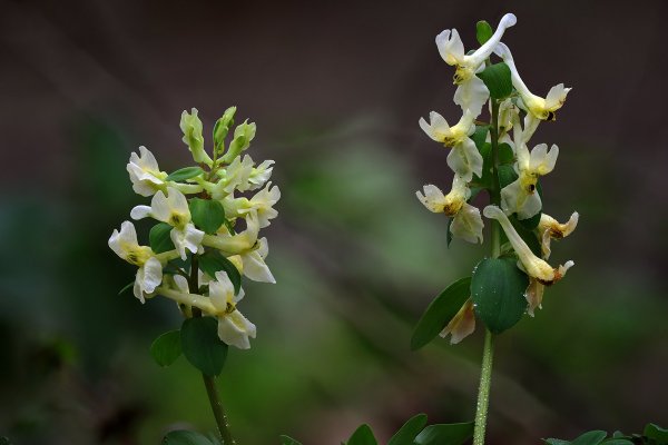 Plants and mushrooms