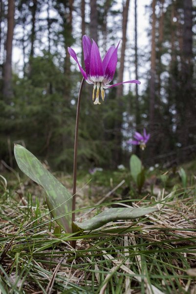 Plants and mushrooms