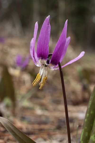 Наконец-то весна!