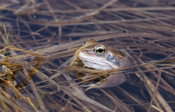 Где же Иван?