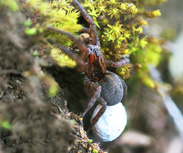 IMG_8880-1  Паук-волк Trochosa terricola с коконом