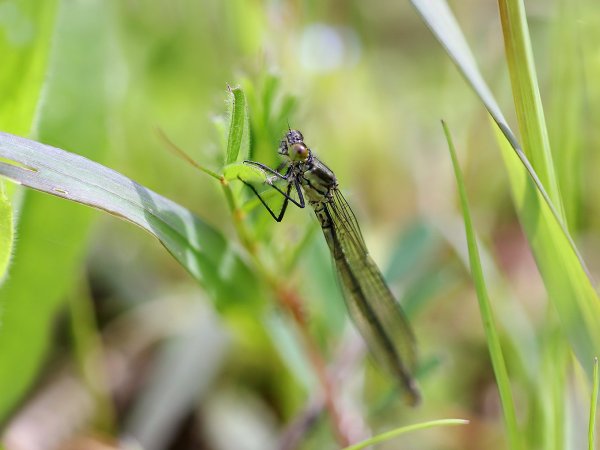 IMG_9131-1  Лютка-Дриада (Lestes Dryas)