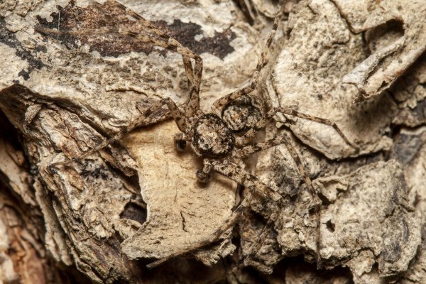 Совершенство маскировки.