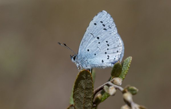... не бывает голубей ...