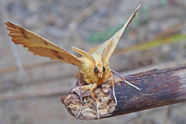 Портрет в фас.