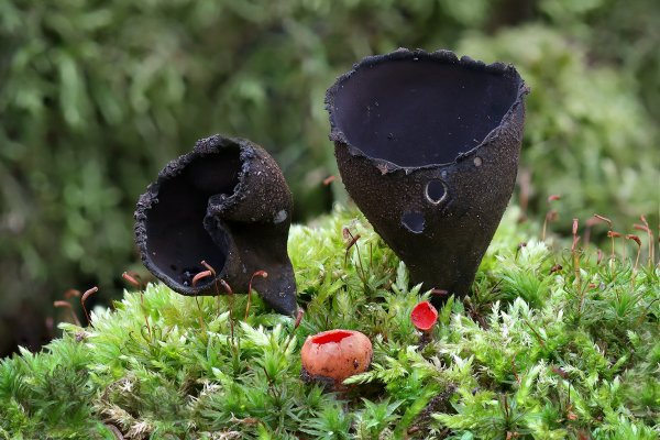Plants and mushrooms