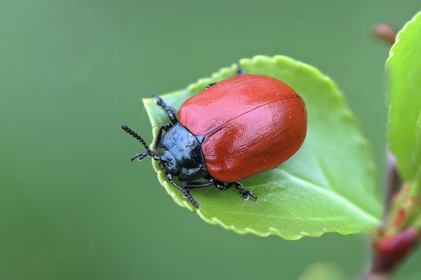 IMG_9449-1  Листоед тополевый