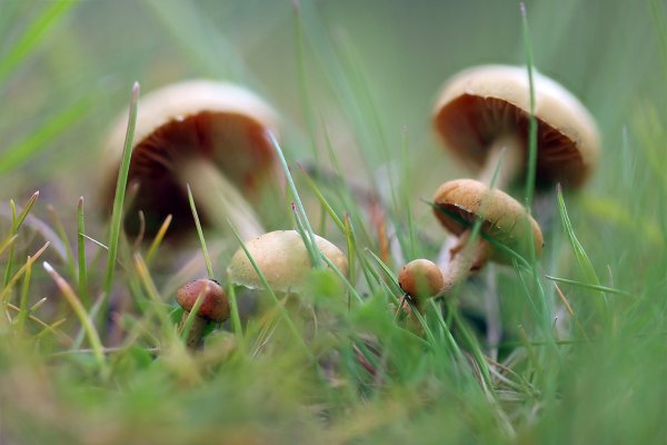 IMG_9585-1   Агроцибе ранняя agrocybe praecox