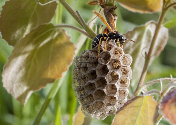 В каждую кубышку - по яичку!