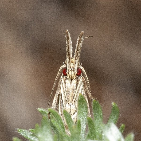 Чем-то Плейбой напомнило.