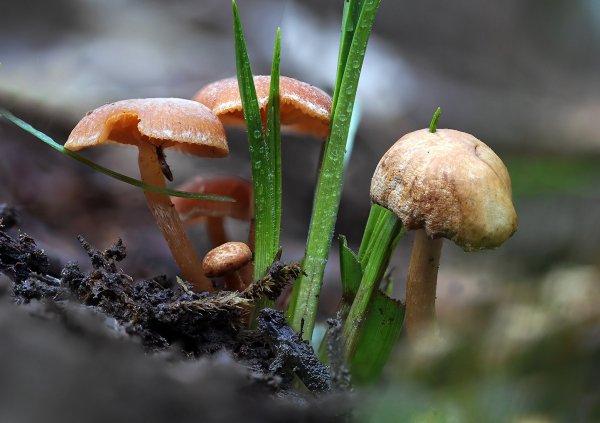 Plants and mushrooms