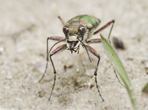 А если бы в 100 раз крупнее?