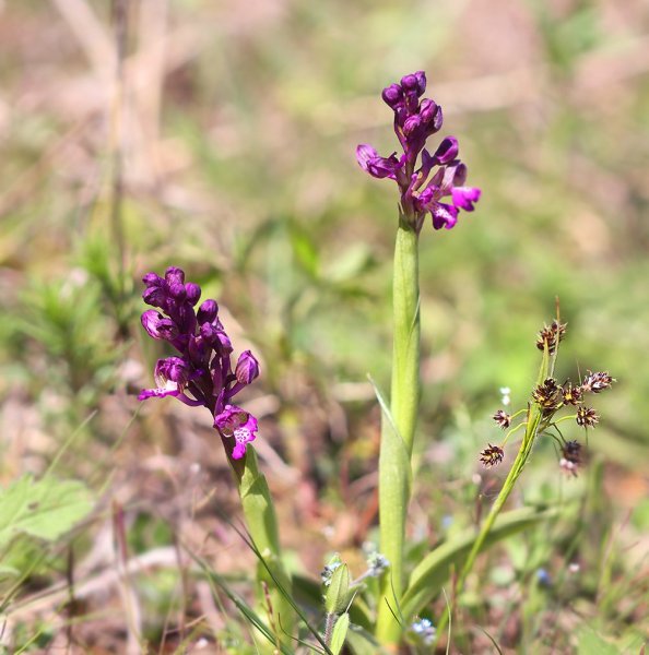 IMG_9955-1 Ятрышник дремлик