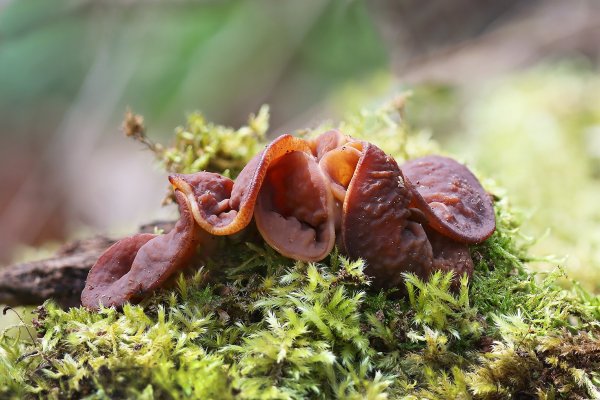 Plants and mushrooms