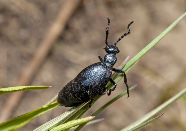 Разве я не изящна?!