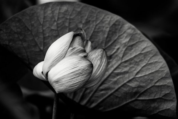 Plants and mushrooms