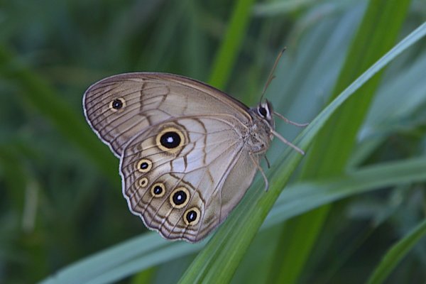 Многоглазый.