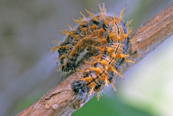 Даже дикобраз позавидует!