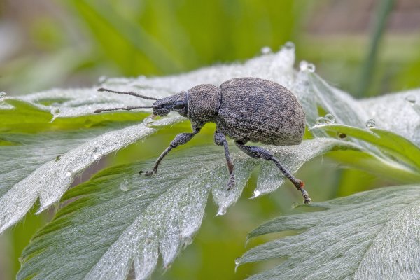 Шаги по росе.