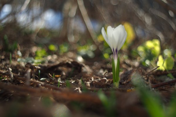 Крокус в кустос