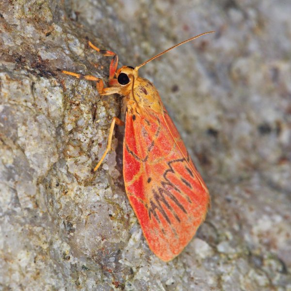 Абстракционист расписывал.