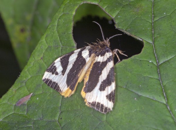 Всматриваясь в темноту.