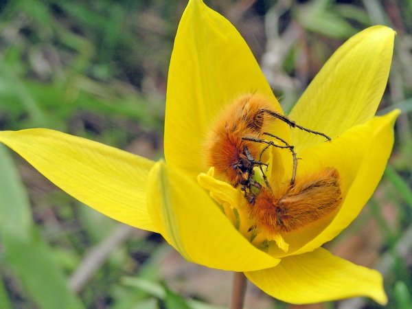 ... был готов и стол и дом.