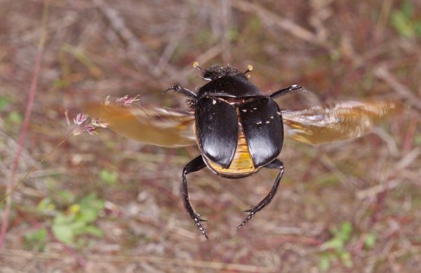 Карлсон улетел, но обещал вернуться.