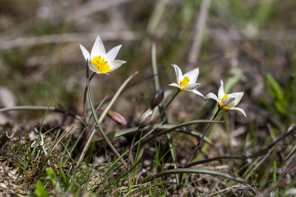 Plants and mushrooms