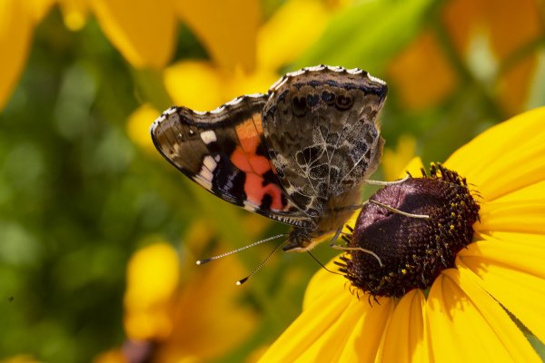 Почти что репейница.