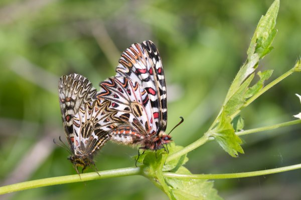Весна требует любви.