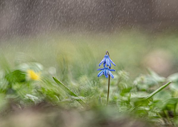 Plants and mushrooms