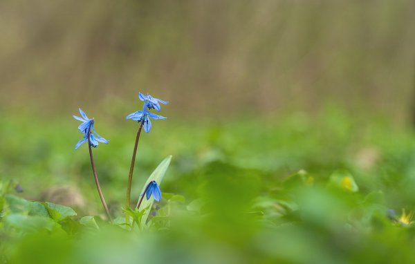Plants and mushrooms