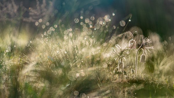 Апрельский перезвон