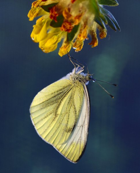 Капустница (белянка капустная, лат. Pieris brassicae) — дневная бабочка из семейства белянок.