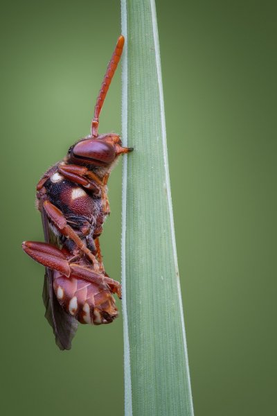 Nomada
