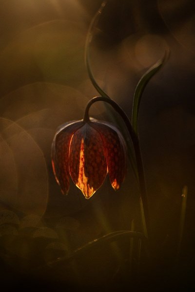 Art photography